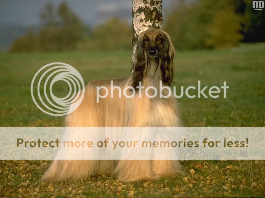 Cute & fancy dogs...1 !!! Indusladies