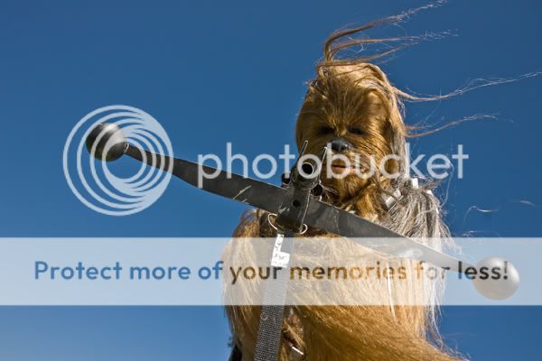 CHEWIE_BLUE_SKY.jpg