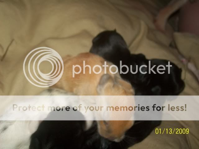 The litter is stillborn!!!!! | Rabbits Online Pet Rabbit & Bunny Forum