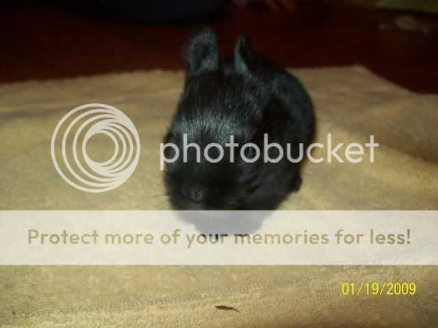 The litter is stillborn!!!!! | Rabbits Online Pet Rabbit & Bunny Forum